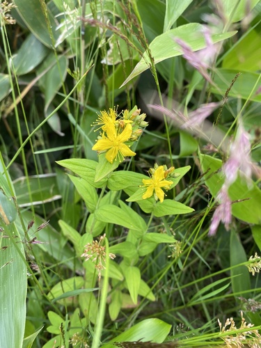 Hypericum erectum, photograph 4