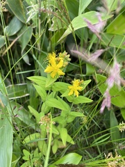 Hypericum erectum, photograph (c) Илья Руденко, some rights reserved (CC BY)