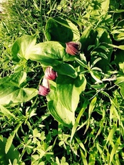 Arisarum simorrhinum