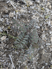 Dalea mollissima