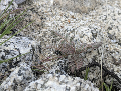 Dalea mollissima