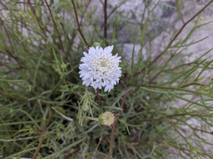 Chaenactis fremontii