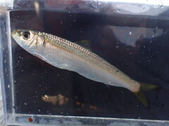 Round Sardinella photo 2