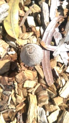 Agaricales