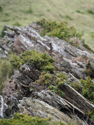 Image of Juniperus formosana by no rights reserved