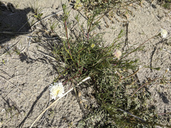 Chaenactis fremontii