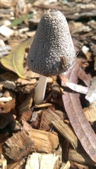 Agaricales
