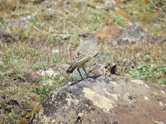 Muscisaxicola capistratus