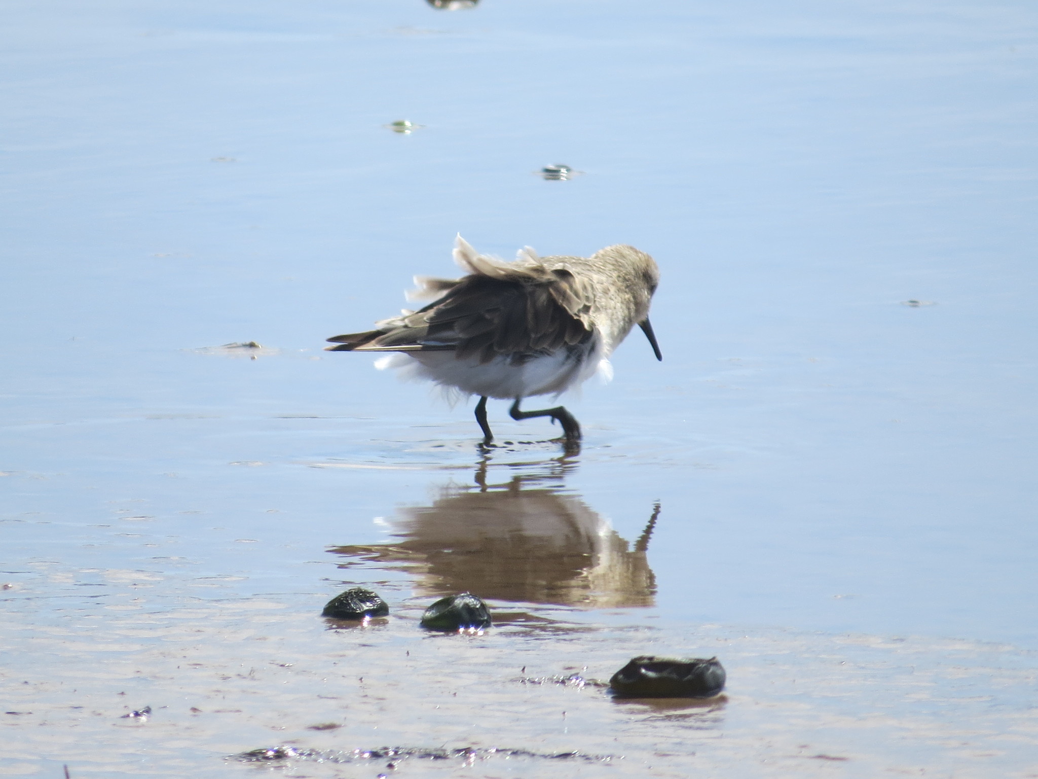 Baird's Sandpiper