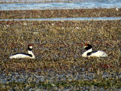 Podiceps gallardoi