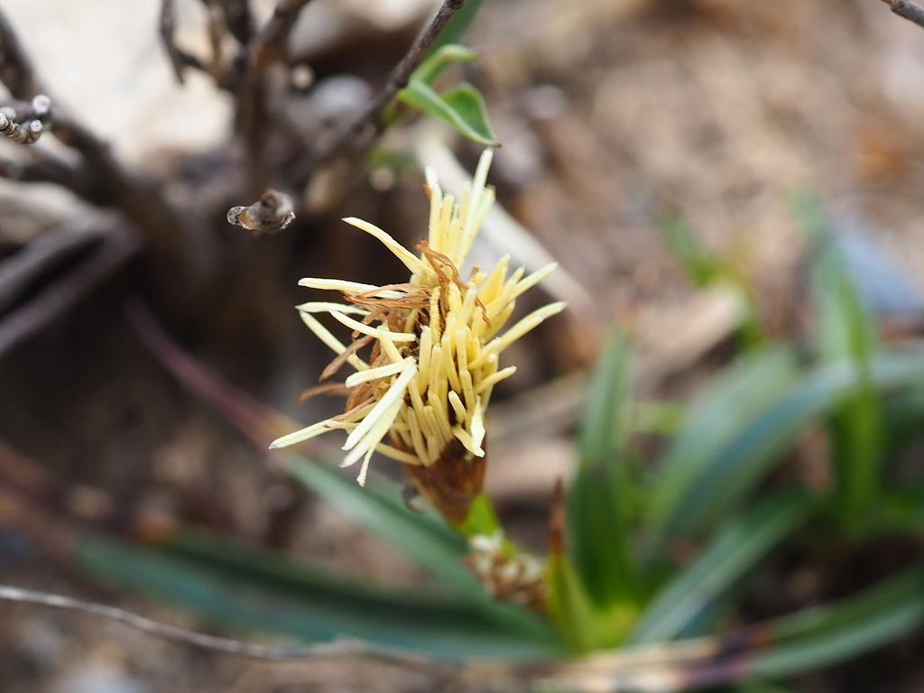 Carex satsumensis