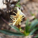 Carex satsumensis - Photo no hay derechos reservados, subido por 葉子
