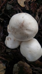 Agaricales