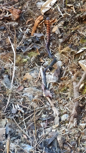 Erythrolamprus vitti