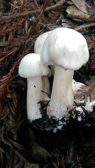 Agaricales