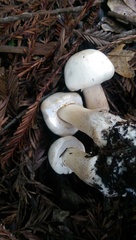 Agaricales