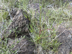 Chaenactis fremontii