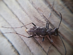 Neocicindela tuberculata