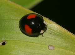 Coelophora biplagiata