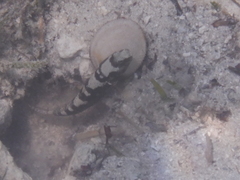 Cryptocentrus maudae