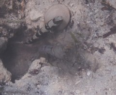 Cryptocentrus maudae