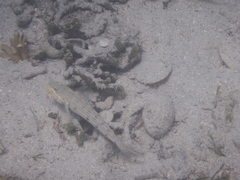 Valenciennea longipinnis