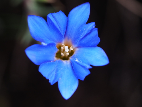 Image of Gentiana arisanensis by no rights reserved