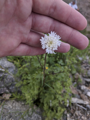 Chaenactis fremontii