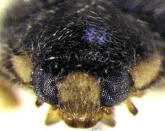 Diomus subclarus