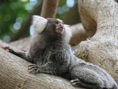 Common Marmoset photo 2