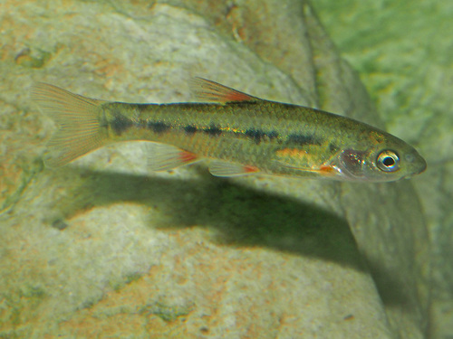Breede redfin (Pseudobarbus burchelli) — Cyprinidae — 4
