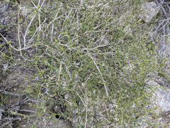 Fagonia laevis