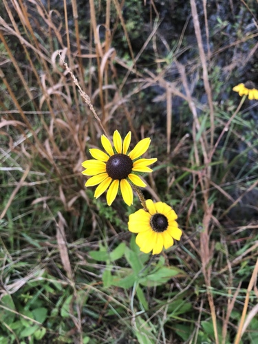 Rudbeckia hirta image