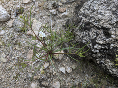 Chaenactis fremontii