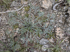 Eschscholzia minutiflora
