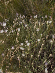 Klasea erucifolia