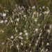 Klasea erucifolia - Photo (c) Dmitriy Bochkov,  זכויות יוצרים חלקיות (CC BY), הועלה על ידי Dmitriy Bochkov