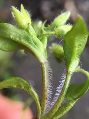 Stellaria media