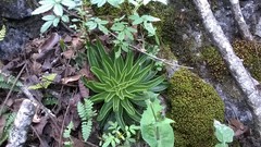 Echeveria lutea fuscata