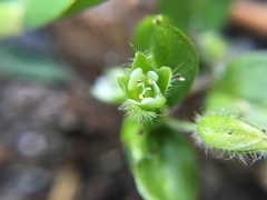 Stellaria media