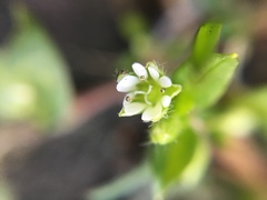 Stellaria media