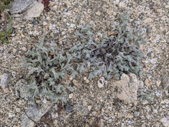 Trichoptilium incisum