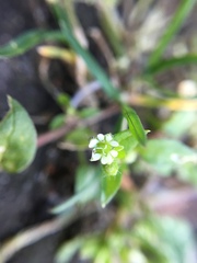 Stellaria media