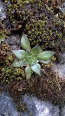 Echeveria paniculata