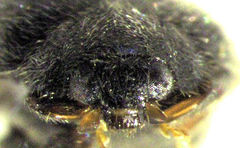 Diomus subclarus