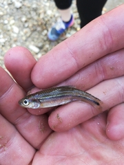 Notropis baileyi