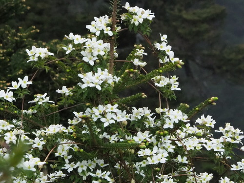 Clematis montana
