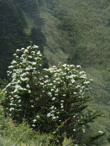 Clematis montana