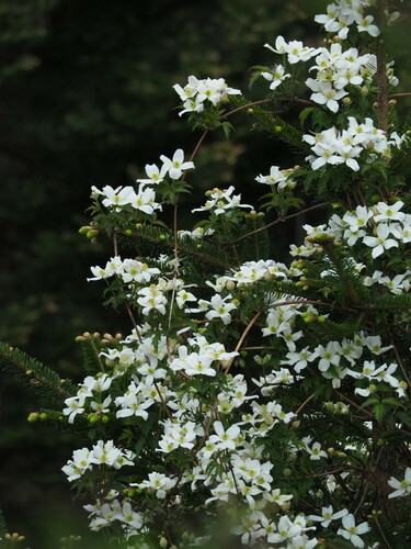 Clematis montana