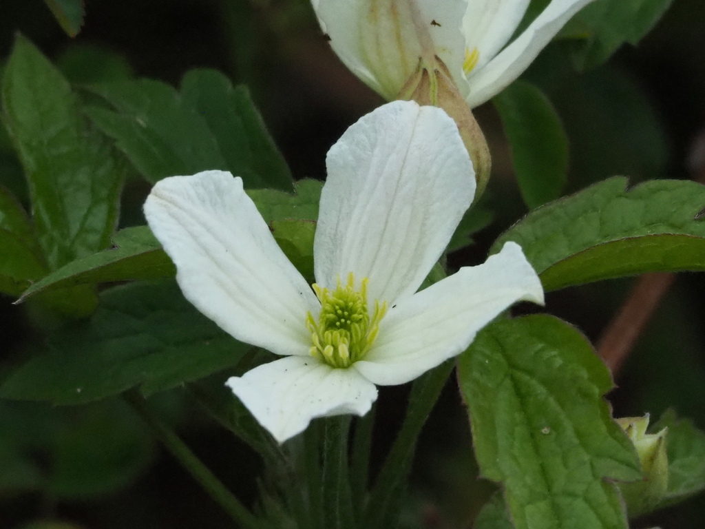 Clematis montana — an easy houseplant, prefers full sun light